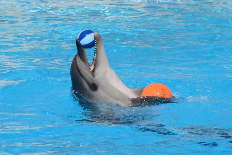 Sharm El-Sheikh: Dolphin Show & Optional Swimming W/Dolphins - Last Words