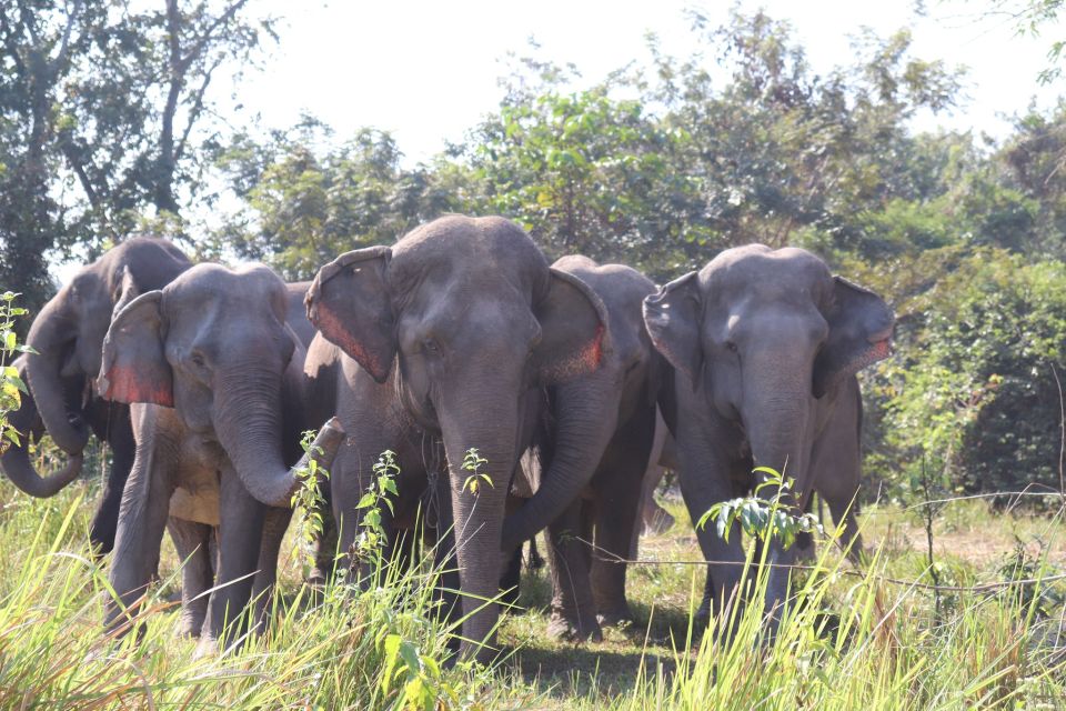 Siem Reap: Small Group Tour of Kulen Elephant Forest - Safety Guidelines