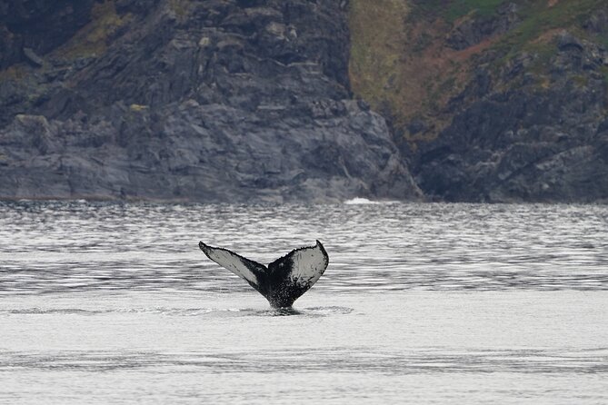 Silent Whale Watching - Common questions