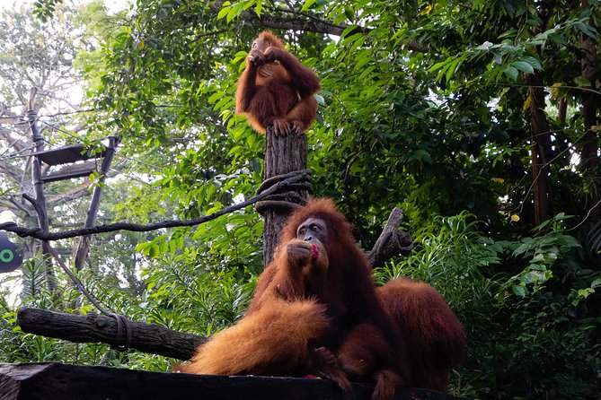 Singapore Zoo With Transfer, Breakfast With Orangutans Option - Transport and Guide