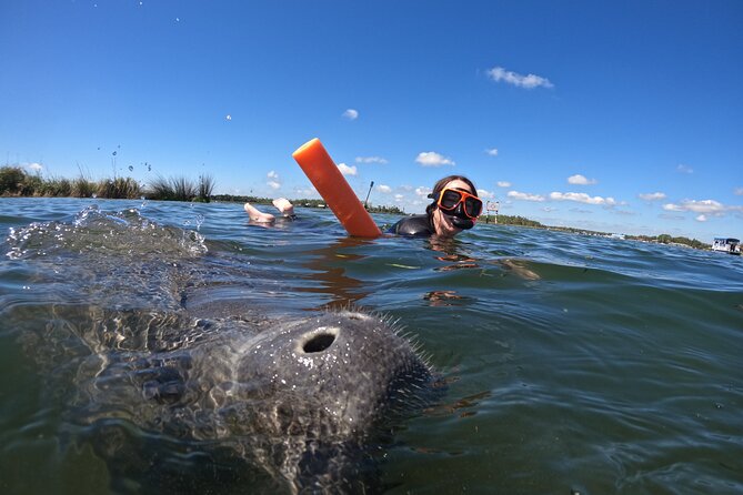 Small Group Manatee Swim Tour With In Water Guide - The Wrap Up