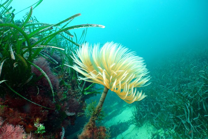 Snorkeling - by Boat on Site in the Bay of Cannes or Estérel - Common questions