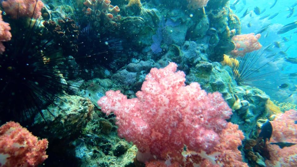Snorkeling Trip Around Adang - Inclusions