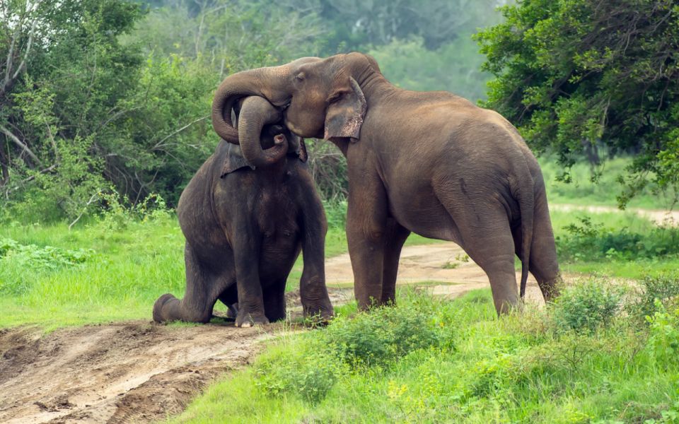 Sri Lanka: Private Yala National Park Safari Trip - Common questions