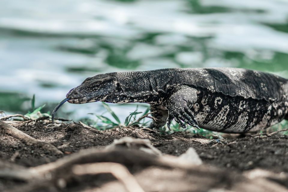 Sri Lanka South Coast, River Safari, Galle Fort, Sea Turtle - Last Words