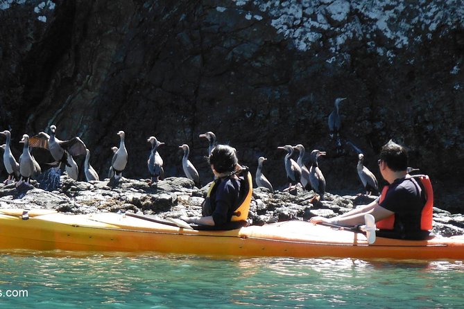 Sunrise Wildlife Sea Kayaking in Akaroa Marine Reserve - Equipment and Attire Needed