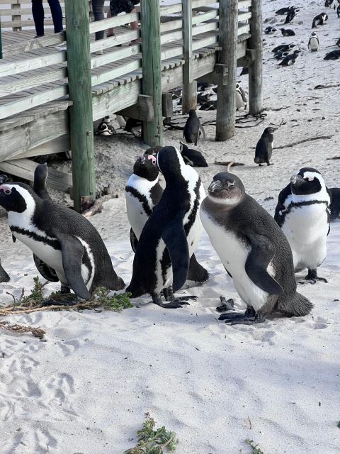 Swim With Penguins at Boulders Beach Penguin Colony - Common questions