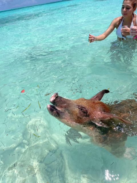 Swimming Pigs & Turtles Ultimate Excursion by Boat 3 Islands - Last Words