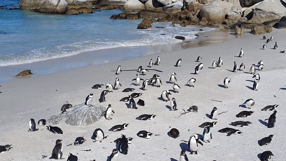 Table Mountain,Cape of Good Hope& Penguins Full Day Private - Last Words