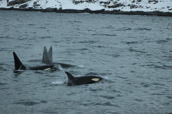 Tromso Full-Day Whale and Seabird Boat Tour to Skervoy - Common questions