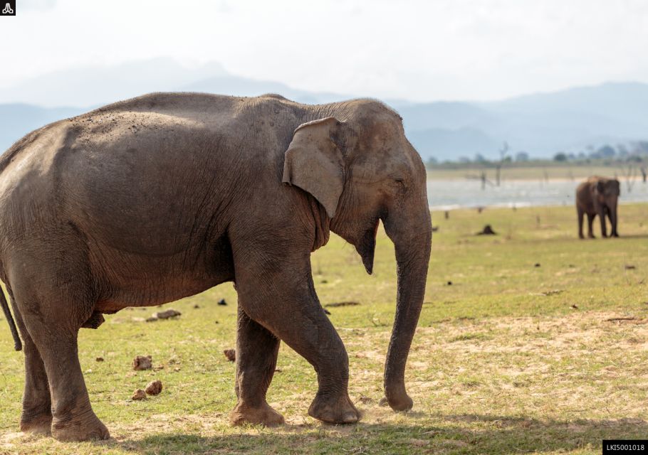 Udawalawe National Park Private Full-Day Safari - Last Words