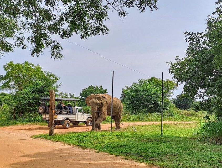 Udawalawe Safari Tour - Wildlife Photography Tips