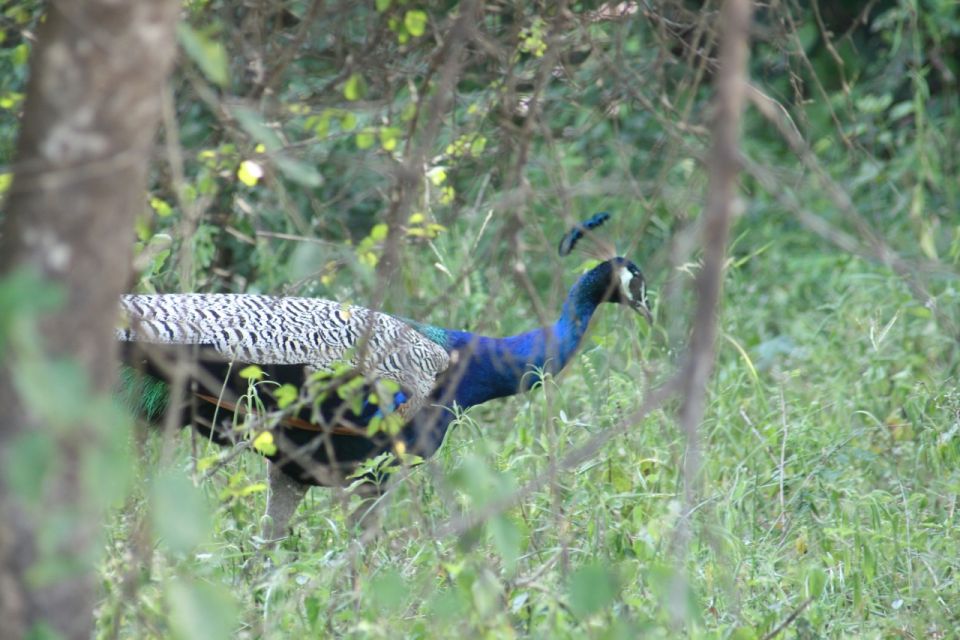 Udawalawe: Udawalawe Wild Safari Tours - Last Words