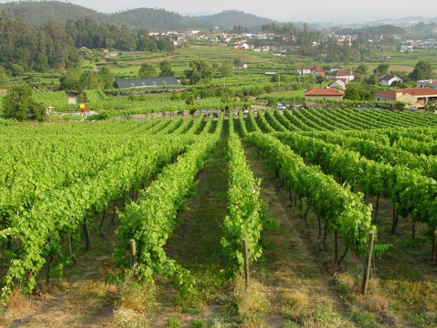 Vinho Verde Private Wine Tour - Embrace Culture