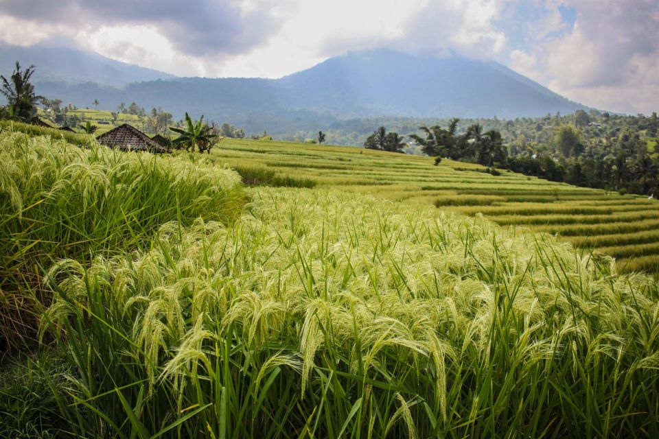 West Bali: Jatiluwih Rice Terrace and Tanah Lot Sunset Tour - Tips for the Tour