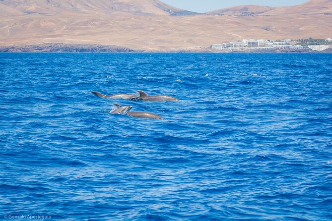 Whale & Dolphin Observation on Silent Catamaran With Hydrophone - Common questions