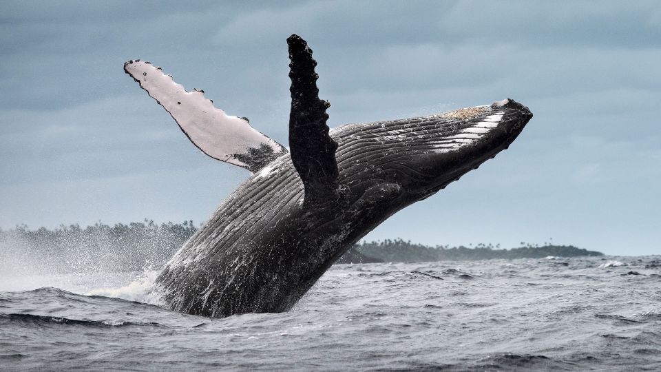 Whale Watching Cayo Levantado - Last Words