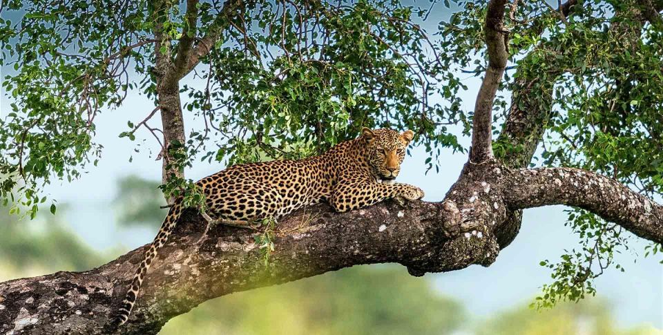 Yala National Park: Leopard Safari Day Tour From Colombo - Overall Experience