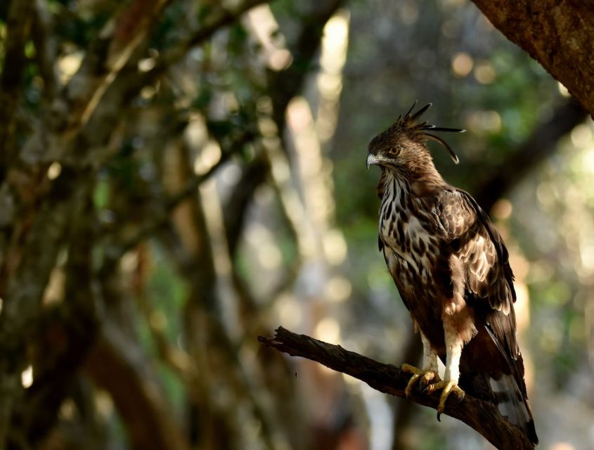 Yala National Park Wildlife Safari From Hambantota - Common questions