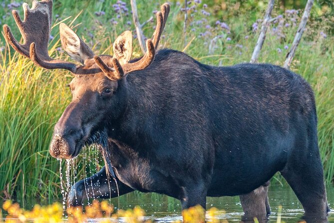 Yellowstone National Park Tour From Jackson Hole - Noteworthy Geological Discoveries