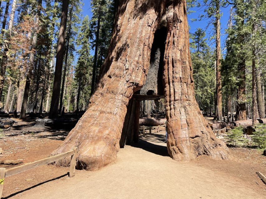 Yosemite, Giant Sequoias, Private Tour From San Francisco - Last Words