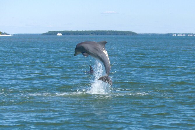 90-Minute Private Dolphin Tour in Hilton Head Island - Just The Basics