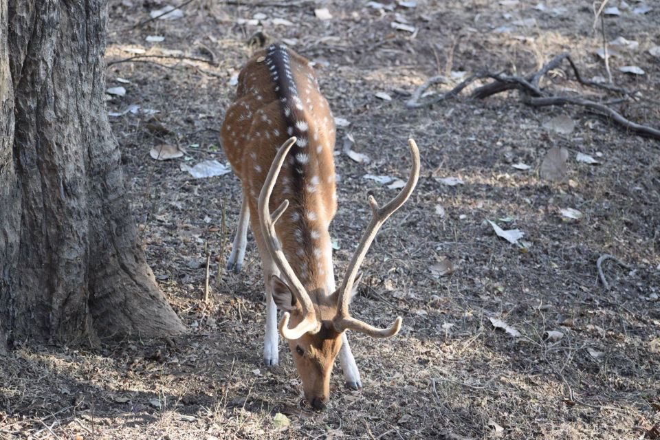 1 Night 2 Days Ranthambhore WildLife Tour From Jaipur - Common questions