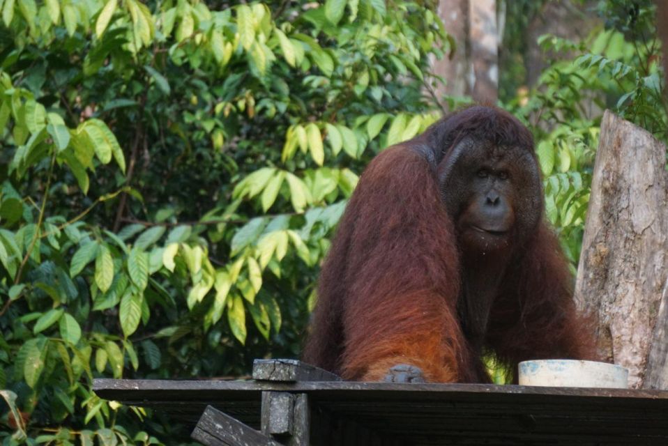 2 Days Expedition From Bukit Lawang: Connect With Nature - Last Words
