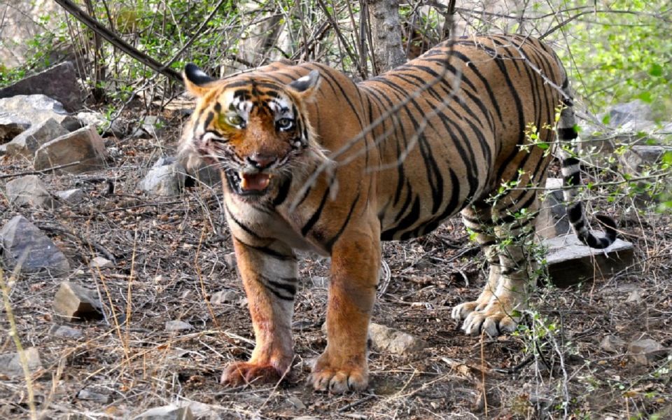 7 Days India Taj Mahal Tour With Ranthambore Tiger Safari - Last Words