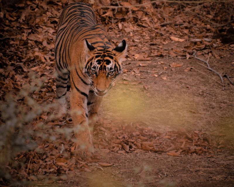 8 - Days Golden Triangle Tour With Ranthambore Tiger Safari - Last Words