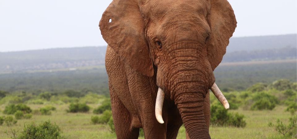 Addo Elephant National Park Private Full-Day Safari - Last Words