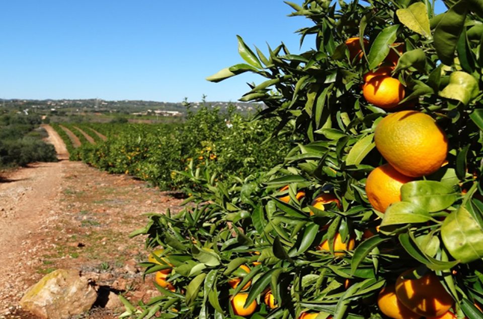 Albufeira: Safari Excursion in the Algarve Mountains - Last Words