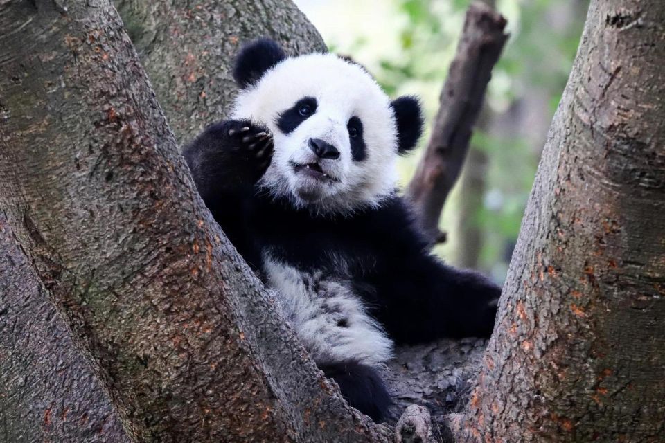 All Inclusive Wolong or Dujiangyan Panda Base Volunteering - Last Words