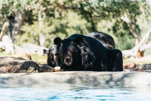 Alpine: Lions Tigers & Bears Sanctuary Visit and Feeding - Common questions