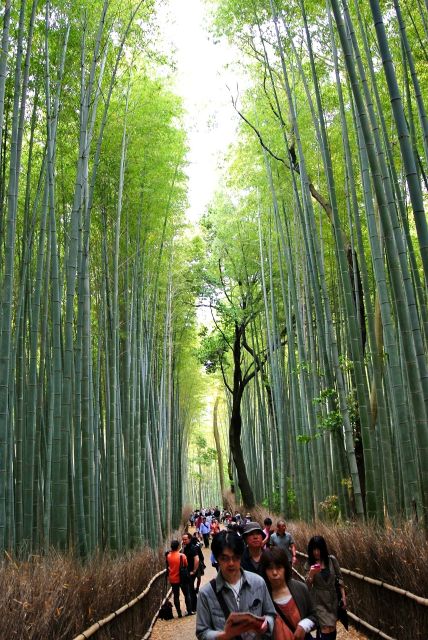 Arashiyama Kyoto: Bamboo Forest, Monkey Park & Secrets - Common questions