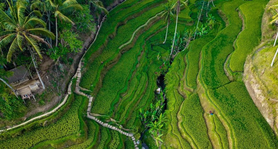 Bali: Rice Terraces, Holy Water Temple & Waterfall Tour - Last Words
