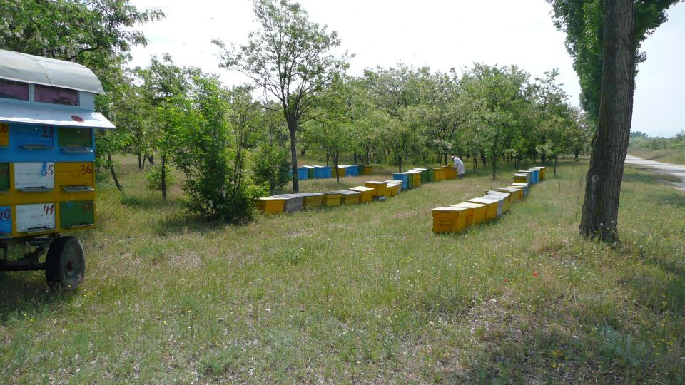 Bees in Romania - Private Beekeeping Lesson and Local Lunch - Ecological Sourced Traditional Romanian Lunch