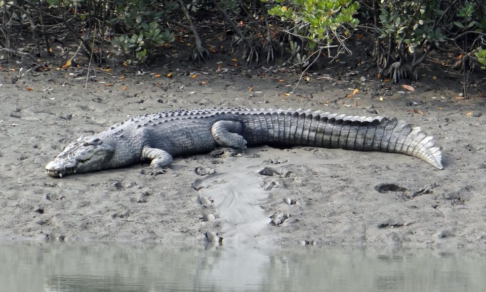 Bentota: Mangrove Lagoon and River Cruise - Common questions