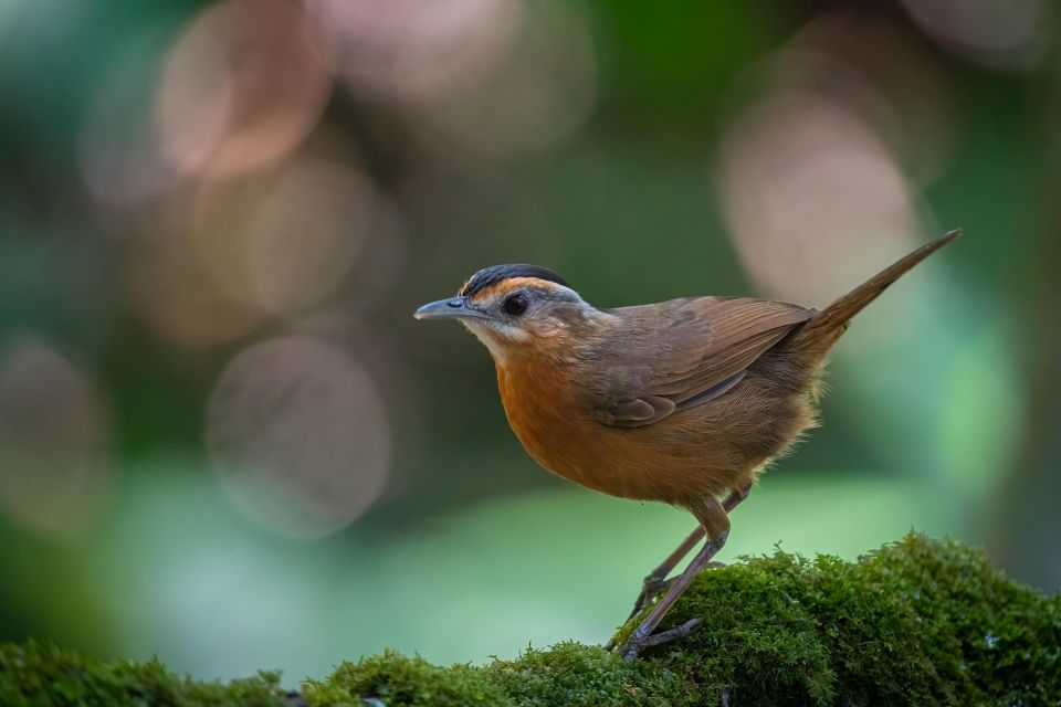 Birdwatching Around Yogyakarta - Common questions