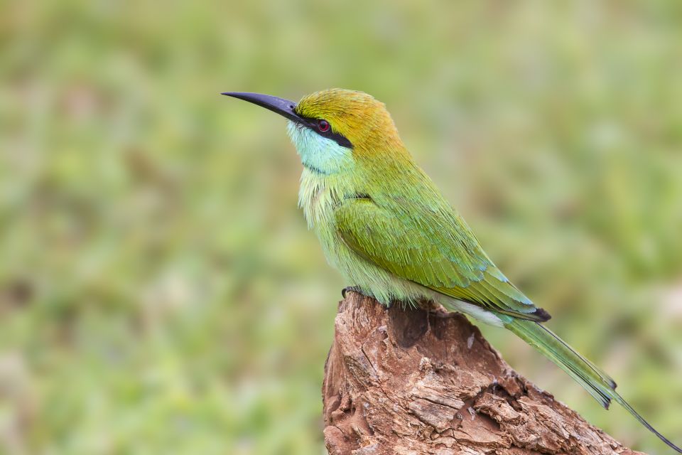 Bundala National Park Safari - Birding Paradise Tour - Last Words