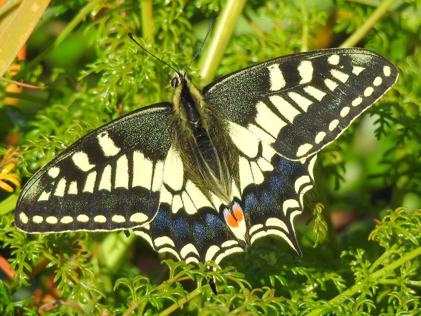 Buskett Woodlands and Dingli Cliffs Private Nature Tour - Common questions