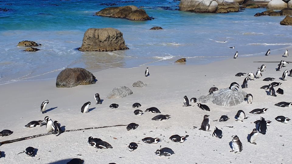 Cape Town: Cape of Good Hope, Seals and Penguins Day Tour - Common questions