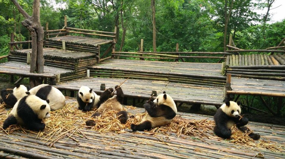 Chengdu Private Tour of Leshan Buddha and Panda Base - Common questions