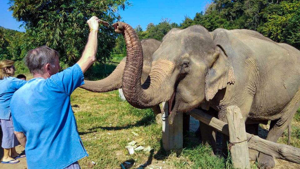 Chiang Mai: Elephant Sanctuary Guided Tour - Common questions