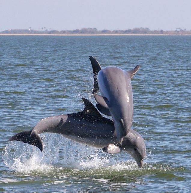 Cocoa Beach - 2 Hour Dolphin and Nature Watching Tour - Last Words