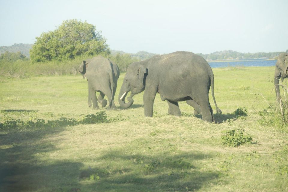 Colombo: Sigiriya Rock / Dambulla & Minneriya Park Safari - Last Words