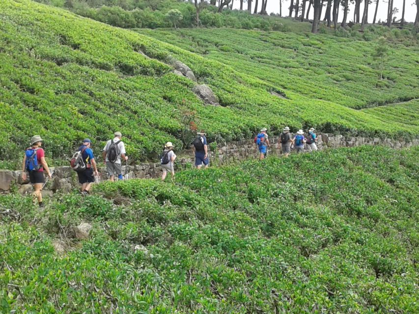 Ella: Trekking Through Sri Lankan Tea Plantation & Picnic - Common questions