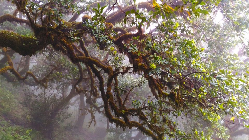 Fanal / Whistlers - Levada Walk - Common questions