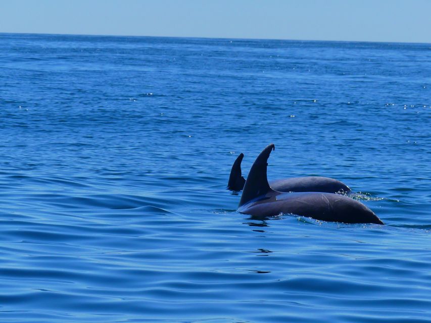 Faro: Dolphin and Wildlife Watching in the Atlantic Ocean - Common questions