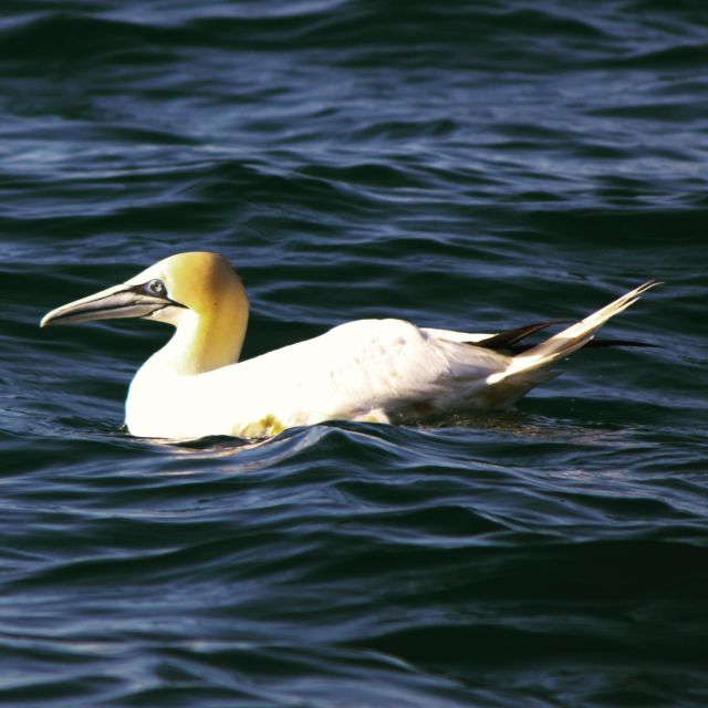 Faro: Pudim Real Boat Tours 6h Ria Formosa Boat Tour - Last Words